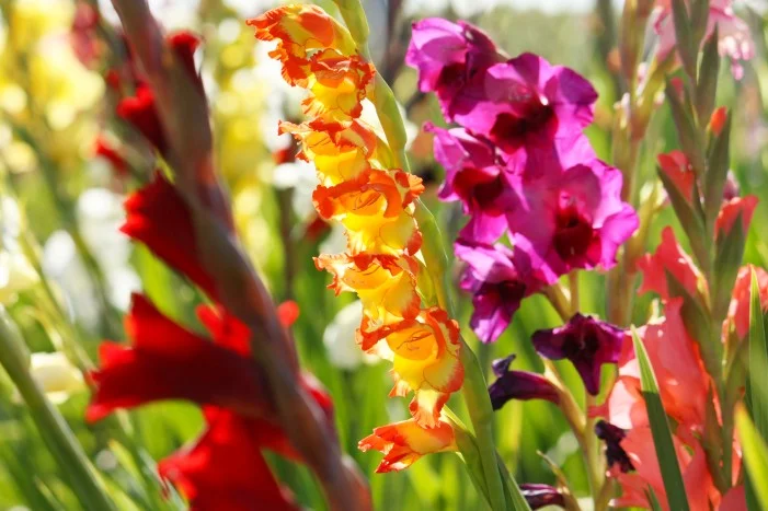 Bunte Gladiolenblüten in Nahaufnahme
